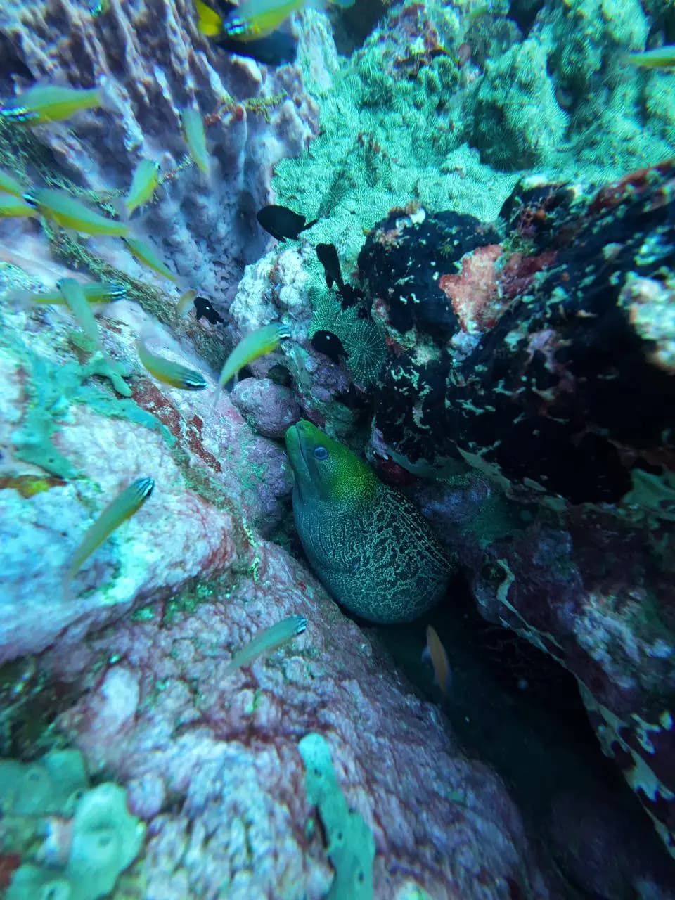 Moray eel and tropical fish on a Trincomalee reef