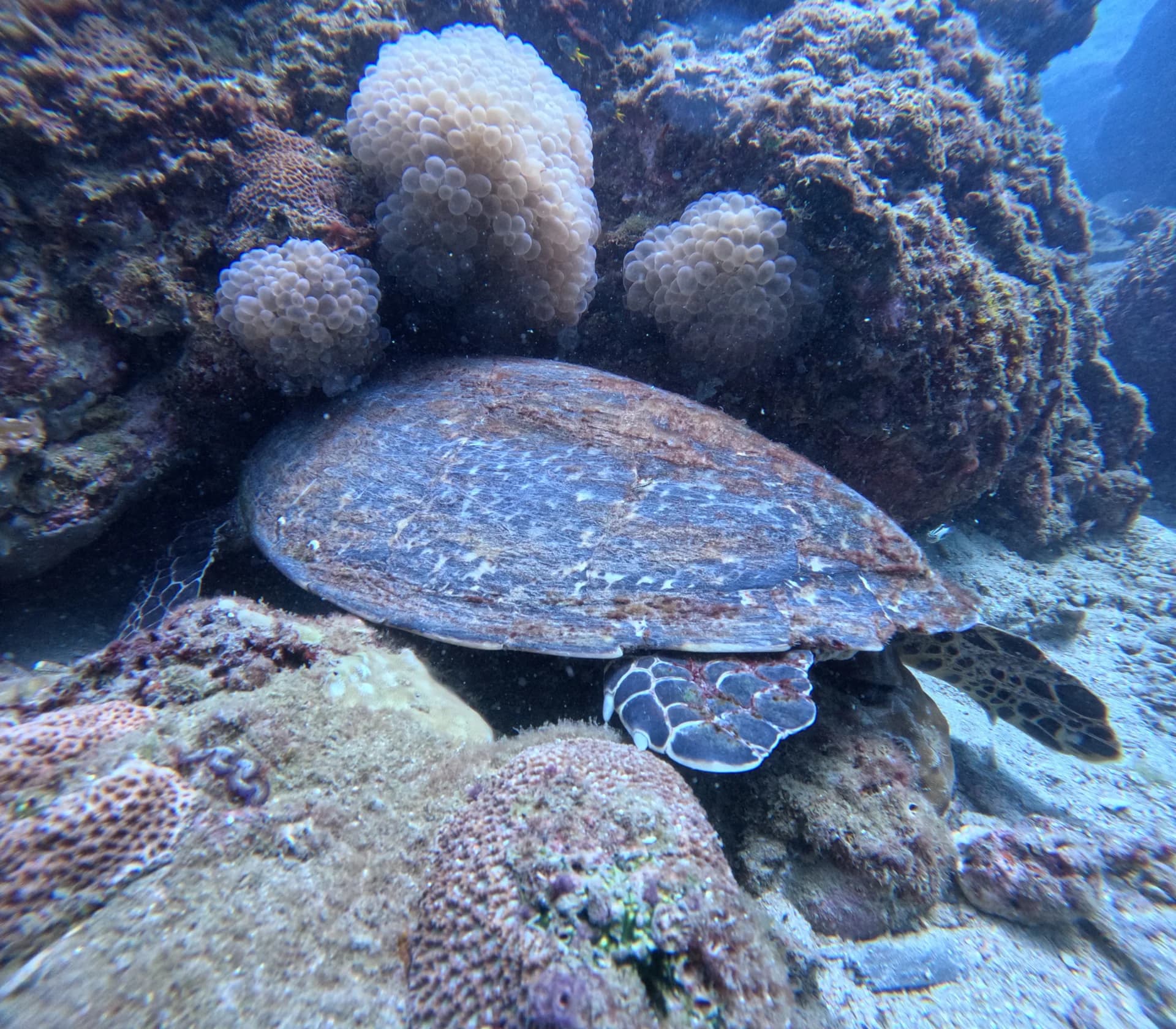 Snorkeling Tour in Trincomalee, Sri Lanka